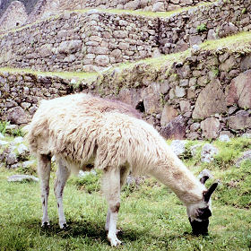 Lama bij Machu Picchu