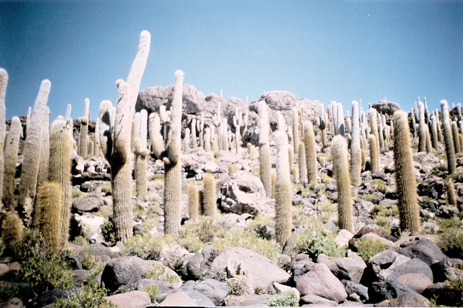 Isla Pescados op de zoutvlakte bij Uyuni (Bolivia)
